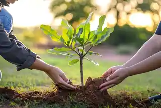 Tree Plantation